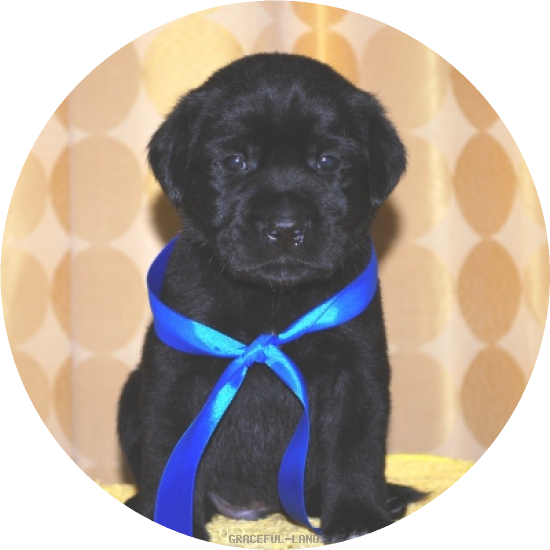 男の子(青リボン母エメラルド)(A child of マナスル & ) 男の子(青リボン母エメラルド)